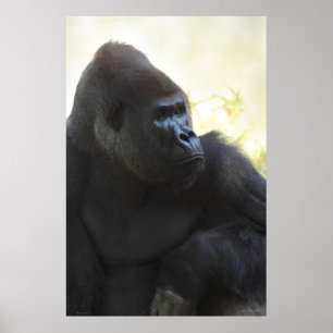 Gorilla Gaze Poster -40 x 60 -andra tillgängliga s