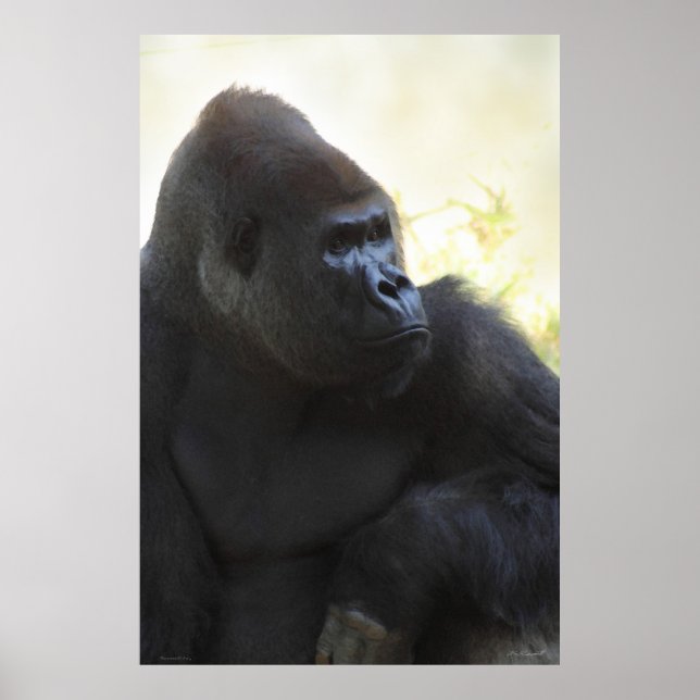 Gorilla Gaze Poster -40 x 60 -andra tillgängliga s (Framsidan)