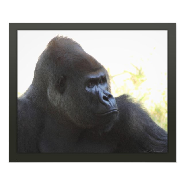 Gorilla Gaze-utskrift - 24x20 - andra storlekar ti Fototryck (Framsidan)