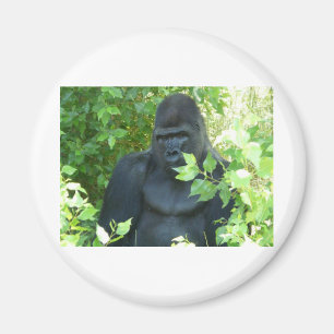 gorilla i busken magnet