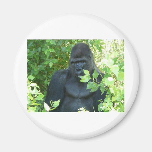 Gorilla i busken magnet (Framsidan)