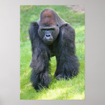 Gorilla i djungeln