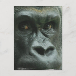 Gorilla i Mist Postcards Vykort