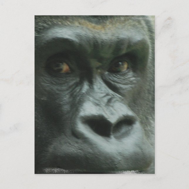 Gorilla i Mist Postcards Vykort (Framsida)