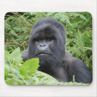 Gorilla i Rwanda Musmatta