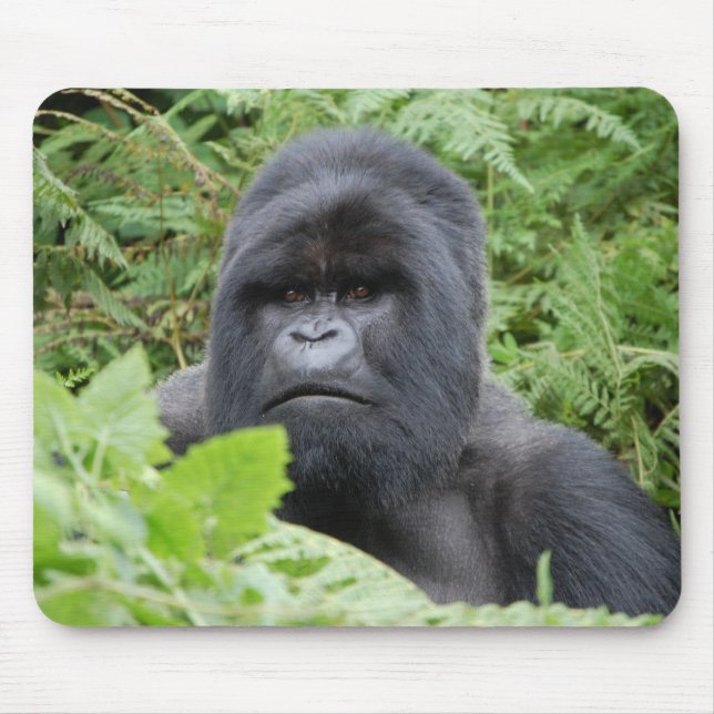 Gorilla i Rwanda Musmatta (Framsidan)