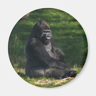 Gorilla i Sol-magnet Magnet