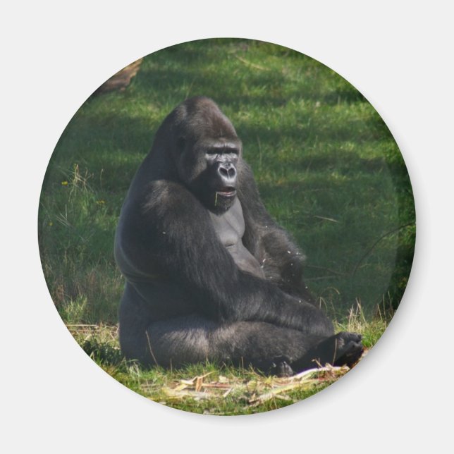 Gorilla i Sol-magnet Magnet (Framsidan)