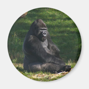 Gorilla i solmagneten magnet
