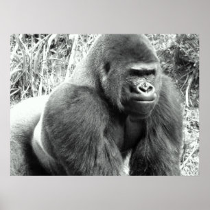 Gorilla i svartvit affisch