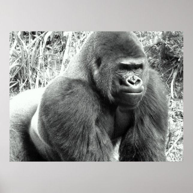Gorilla in Black and White Poster (Framsidan)
