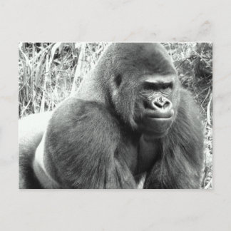 Gorilla in Black and White Vykort