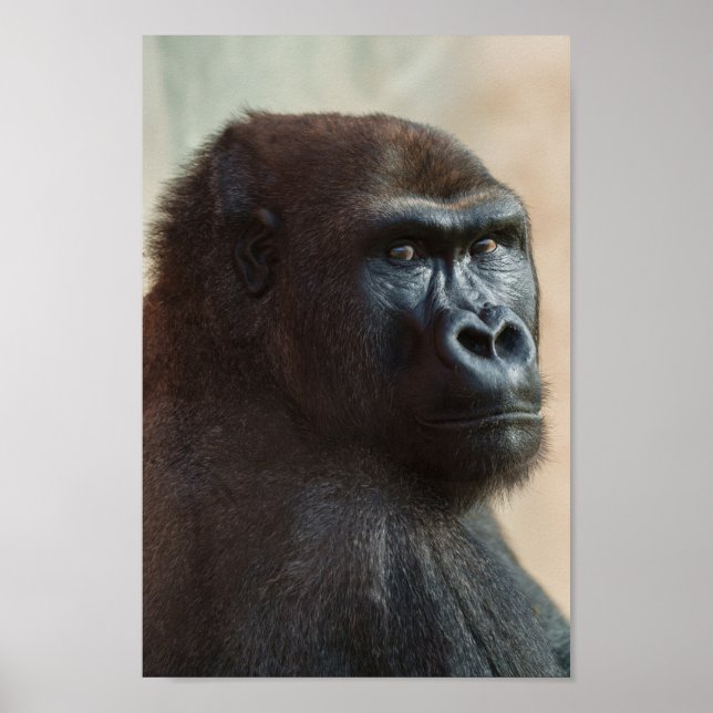 Gorilla Lope Close-up Poster (Framsidan)