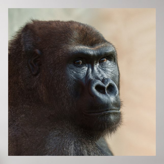Gorilla Lope Close-up Poster (Framsidan)