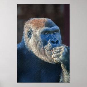 Gorilla Lope Flin Poster
