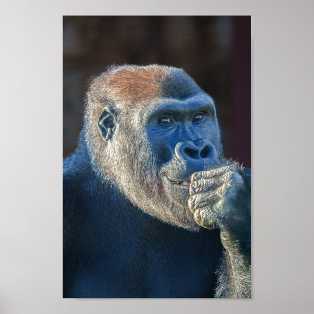 Gorilla Lope Flin Poster (Framsidan)