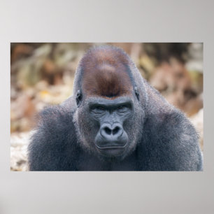 Gorilla Lope Tittar Strong 2025 Poster