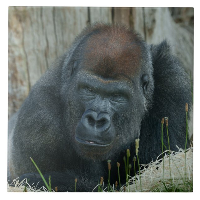Gorilla Lope's Chill Time Kakelplatta (Framsidan)