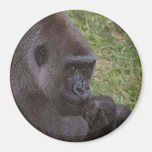 Gorilla Magnet