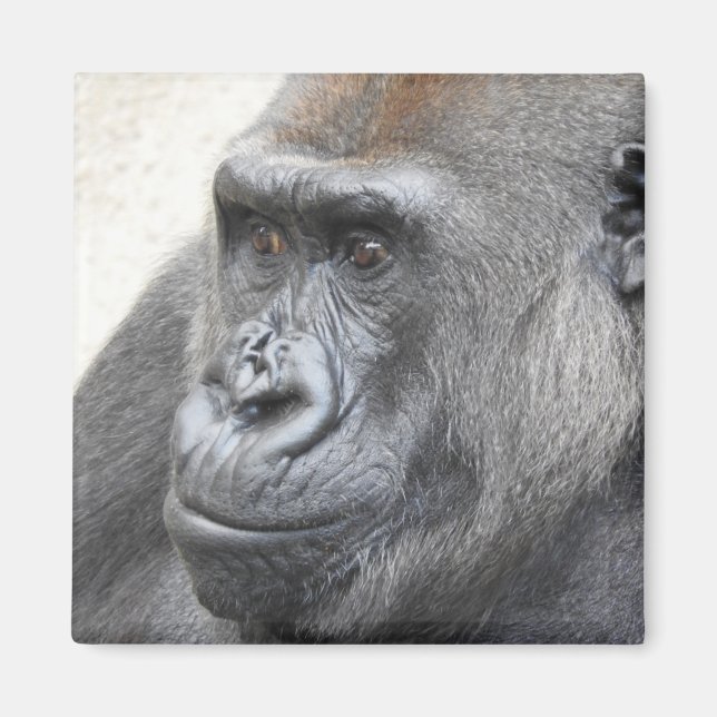 Gorilla Magnet (Framsidan)