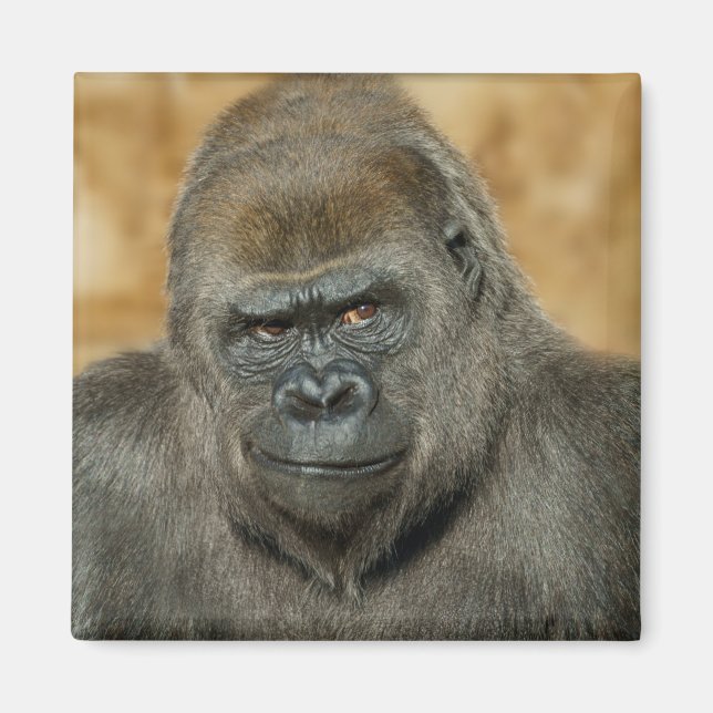 Gorilla Magnet (Framsidan)