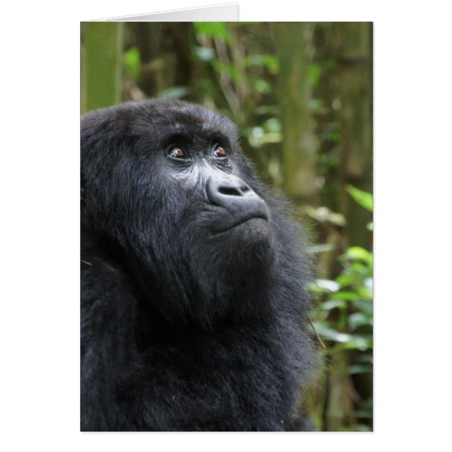 Gorilla mina drömmar - kvinna OBS kort (Framsidan)