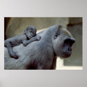 Gorilla Mor och Baby Poster