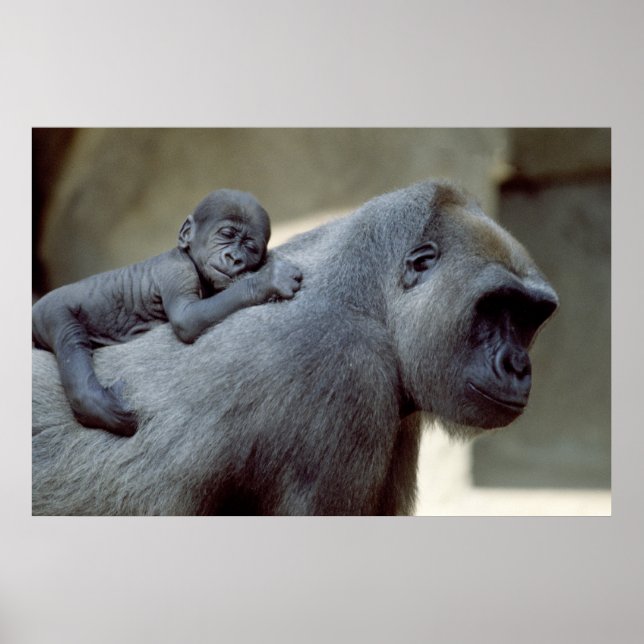 Gorilla Mor och Baby Poster (Framsidan)