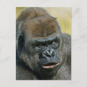 Gorilla Mor Vykort