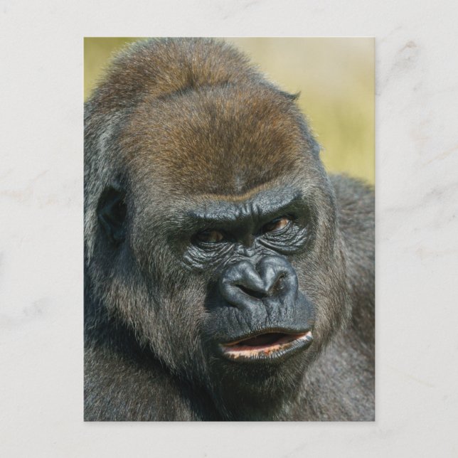 Gorilla Mor Vykort (Framsida)