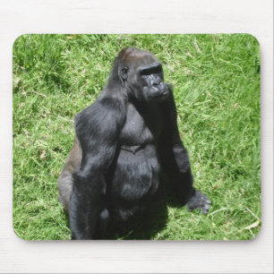 GORILLA MUSMATTA