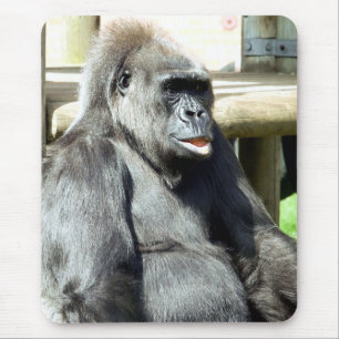 GORILLA MUSMATTA