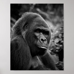 Gorilla närmar sig Svarta och vita Porträtt Poster
