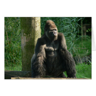 Gorilla OBS Kort