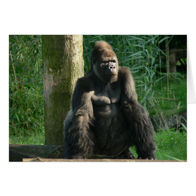Gorilla OBS Kort (Framsidan Horizontal)
