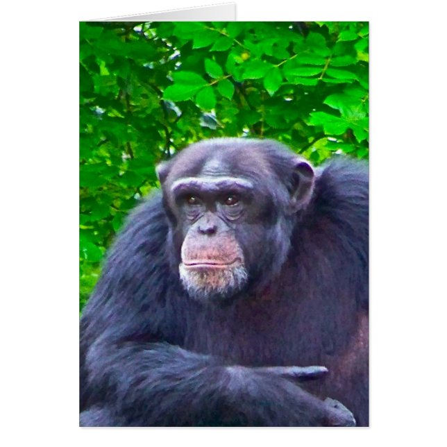 Gorilla OBS Kort (Framsidan)