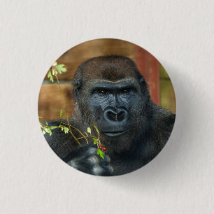 Gorilla och hans bär knapp
