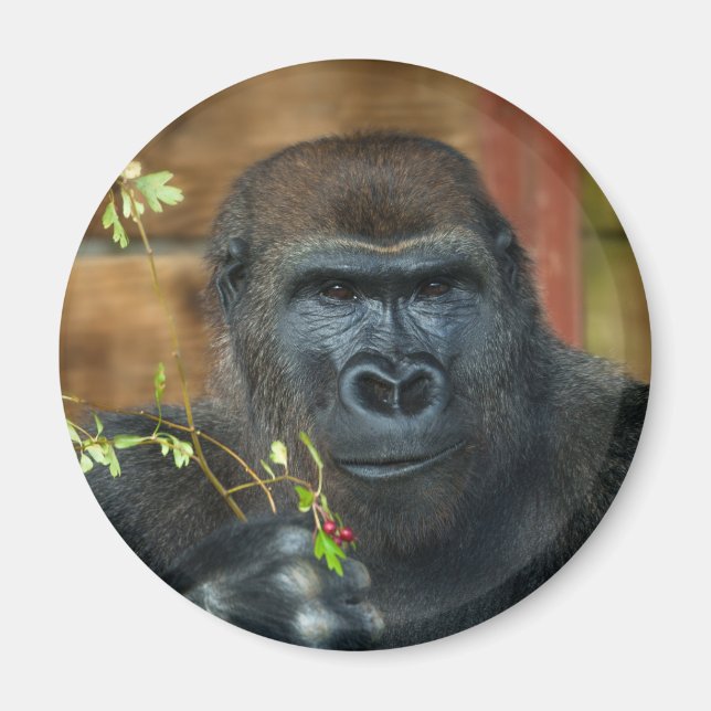 Gorilla och hans bär magnet (Framsidan)