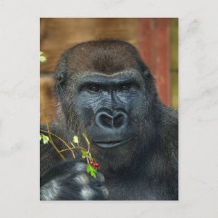 Gorilla och hans bär vykort