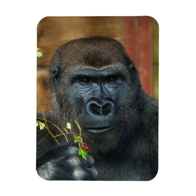 Gorilla och hans berries Photo Magnet (Vertikal)