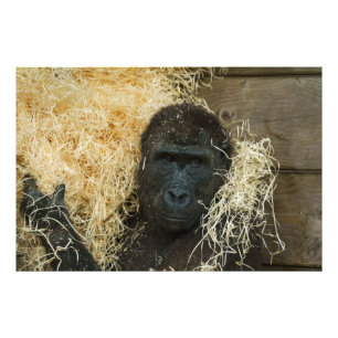 Gorilla och hans ylle fototryck