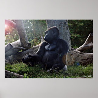 Gorilla och Sol Poster