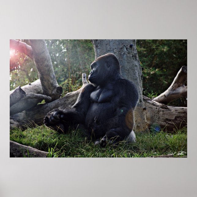 Gorilla och Sol Poster (Framsidan)