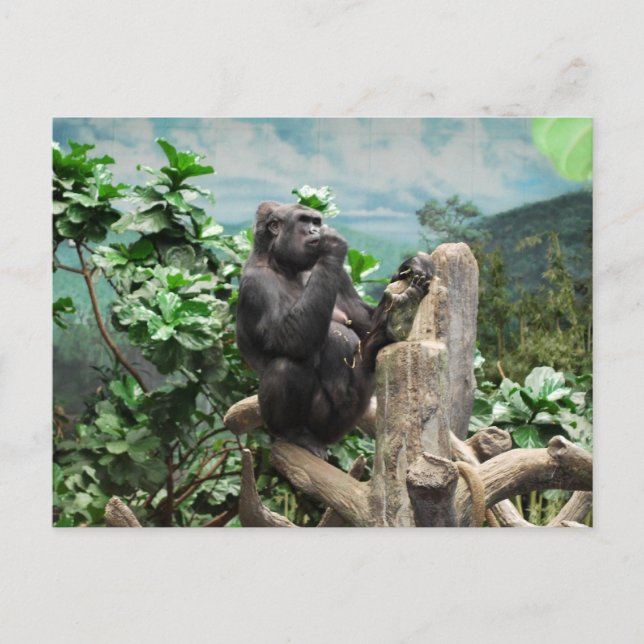 Gorilla också vykort (Framsida)