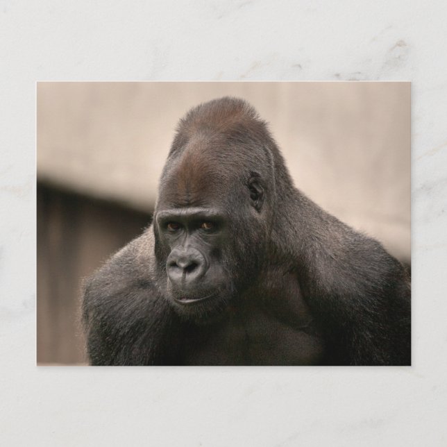 Gorilla Oscar 8645 Vykort (Framsida)