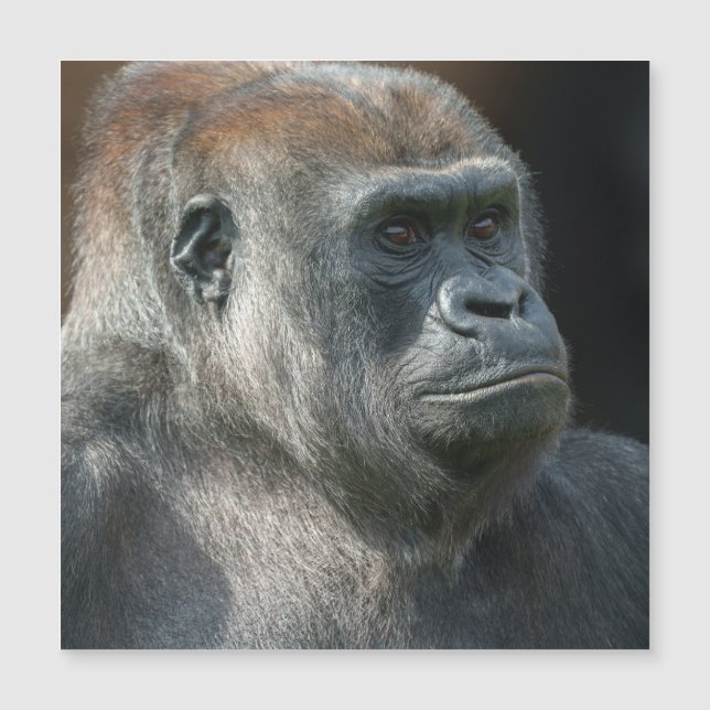 Gorilla Ozala (Framsida)