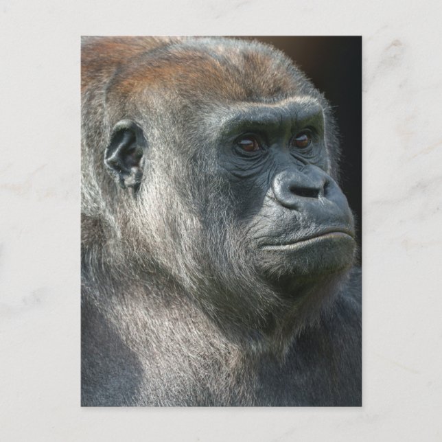 Gorilla Ozala Vykort (Framsida)