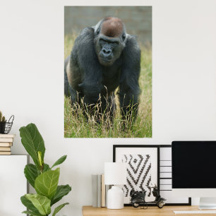 Gorilla på väg genom det höga gräset poster