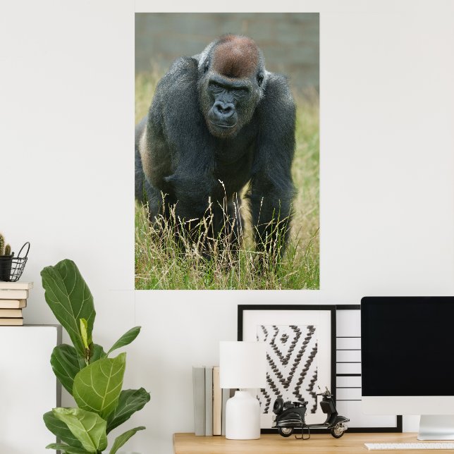 Gorilla på väg genom det höga gräset poster (Hemmakontoret)