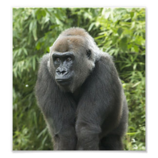 Gorilla Photo Fototryck